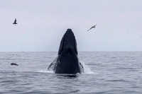 Whale Watching May 24, 2026