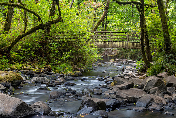 Forest next To Bridal Veil Falls