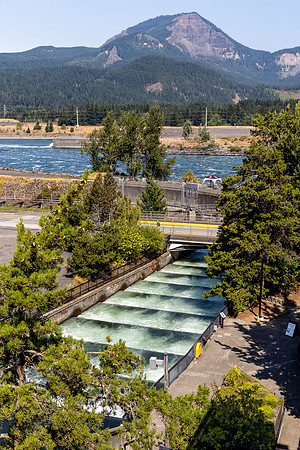 Bonneville Fish Ladder
