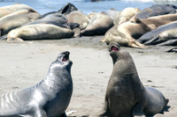 Hearst Castle - Seals - Article