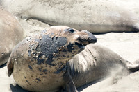 June / July is when the males grow their distinctive noses and begin to molt
