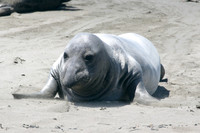 An elephant seal or alien?