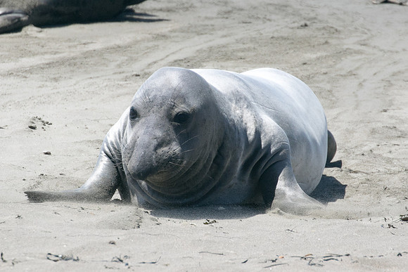 An elephant seal or alien?