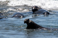 A seal or a hippopotamus?