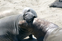 A playful fight